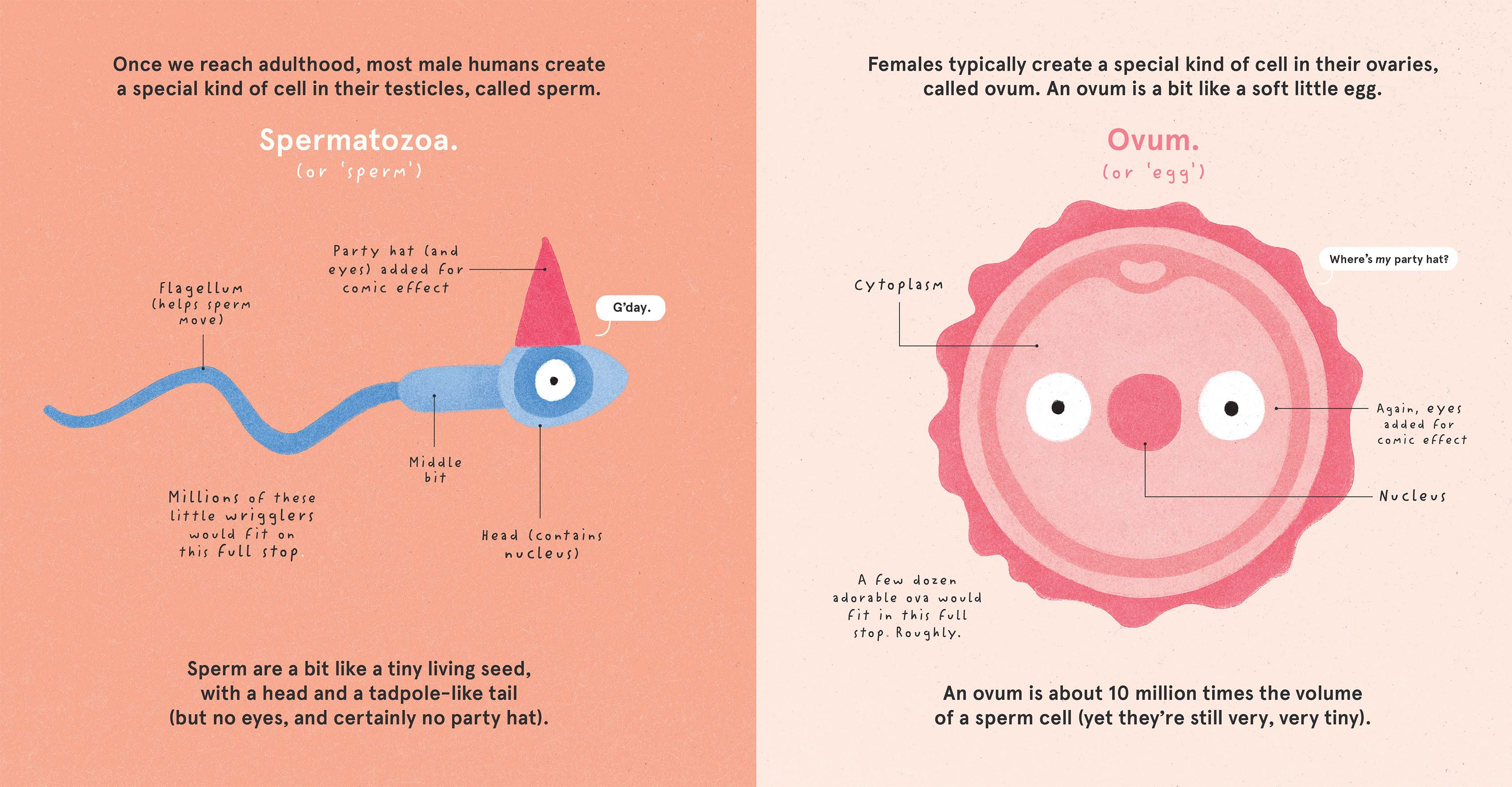 How Babies Are Made