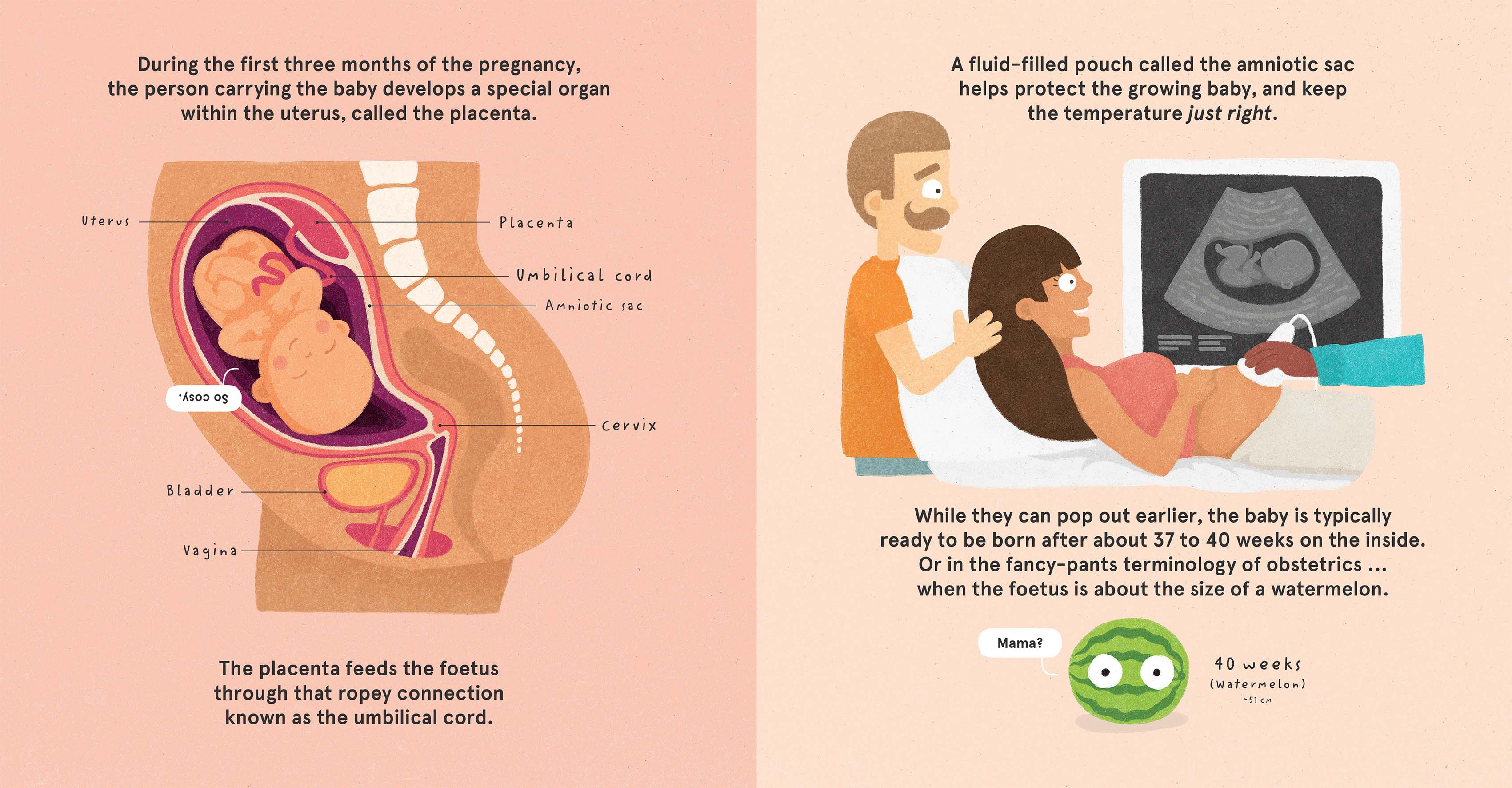 How Babies Are Made