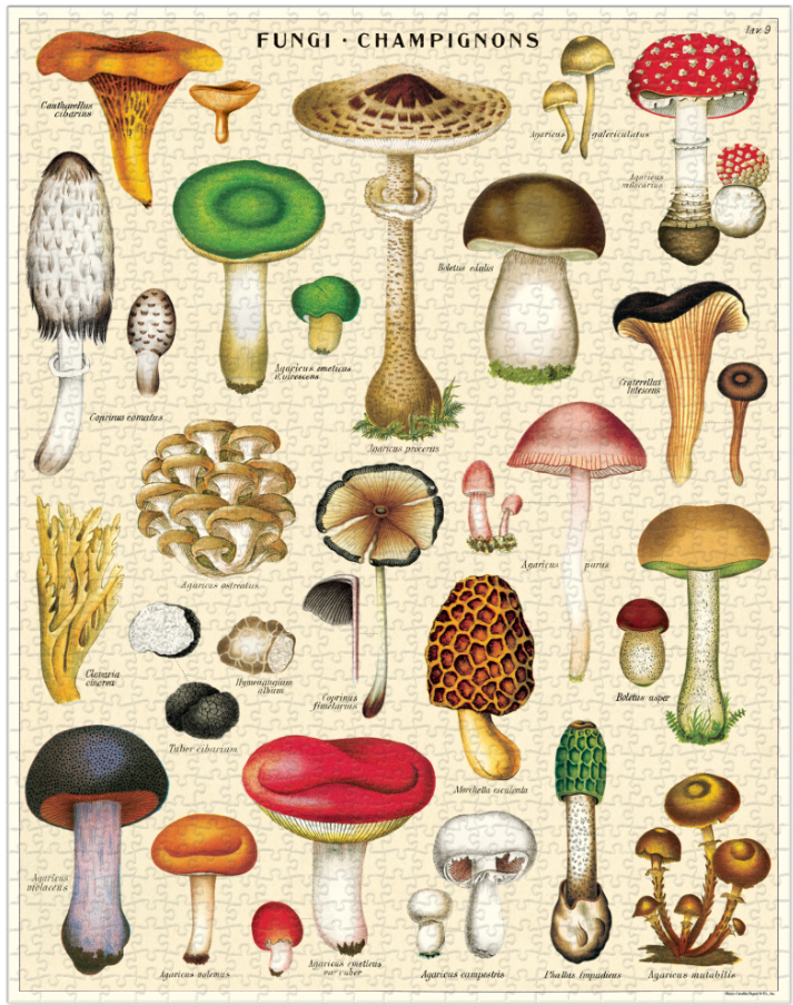 1000pc Puzzle - Mushrooms